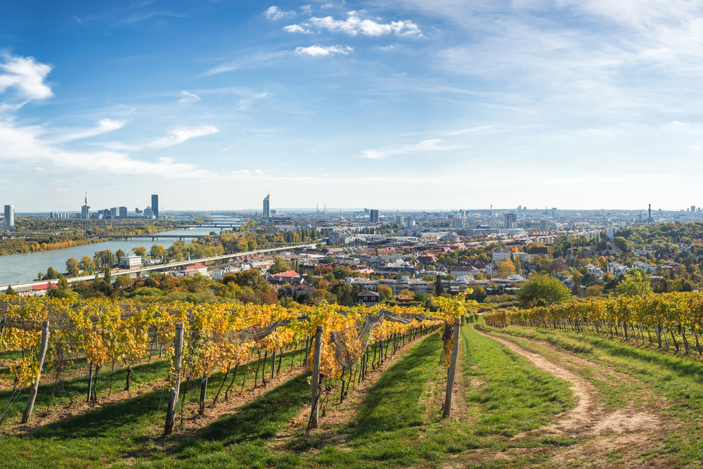 Vienna panoramic view. Vineyards on a sunny autumn day.
